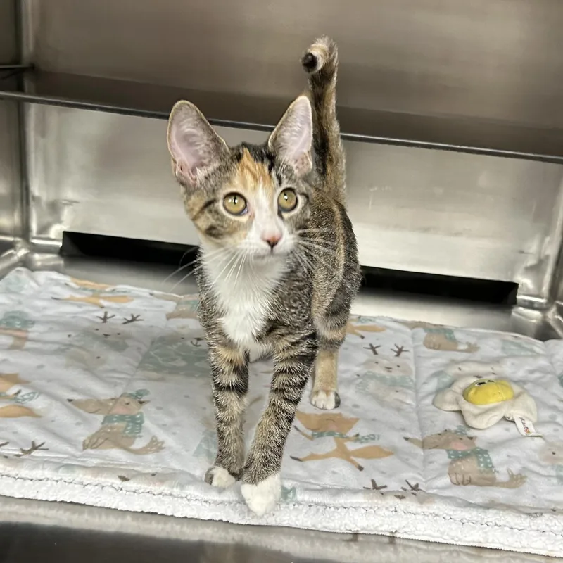 A baby small-sized female Tabby (Brown / Chocolate) Domestic Short Hair cat named Dolly for adoption in Crestwood, MO