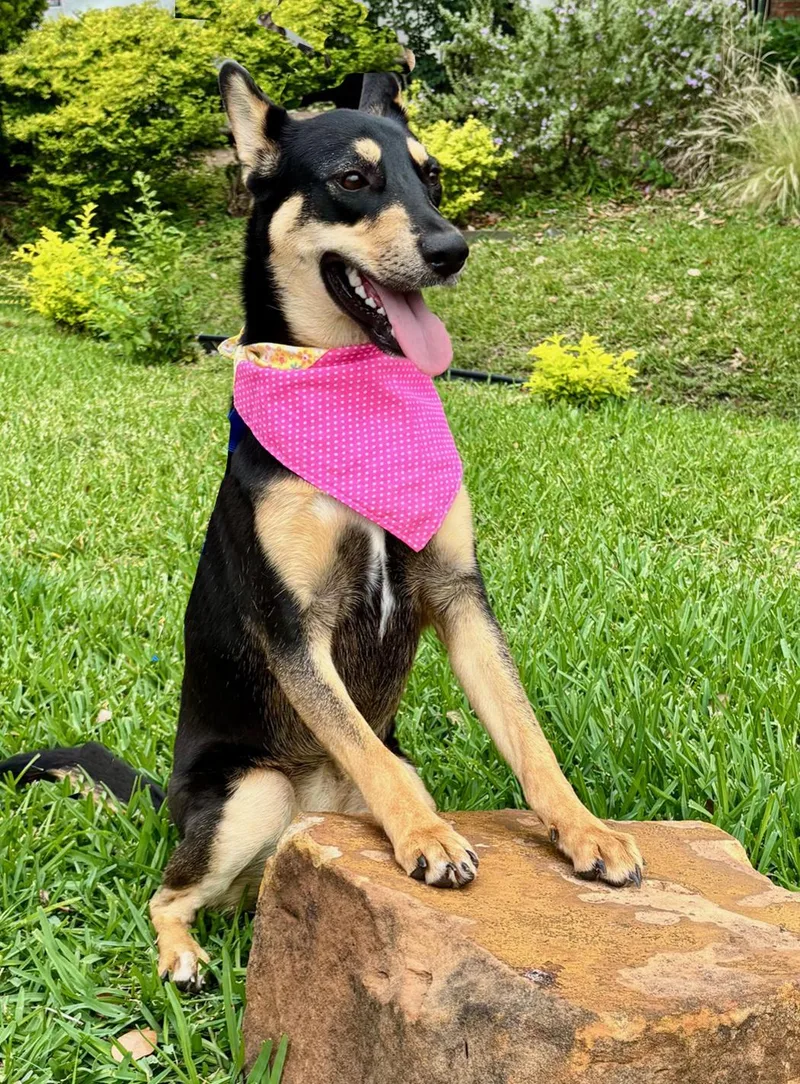 A young medium-sized female Black Australian Kelpie dog named Zora for adoption in Cypress, TX