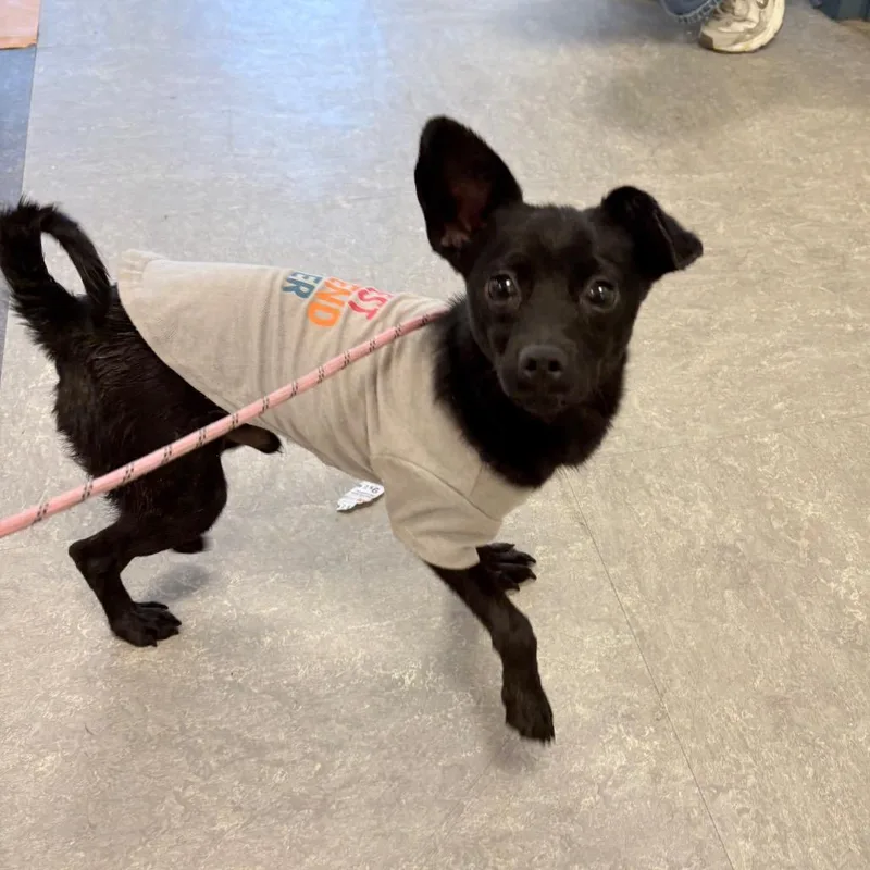 An adult small-sized male Black Mixed Breed dog named Mooby for adoption in Philadelphia, PA