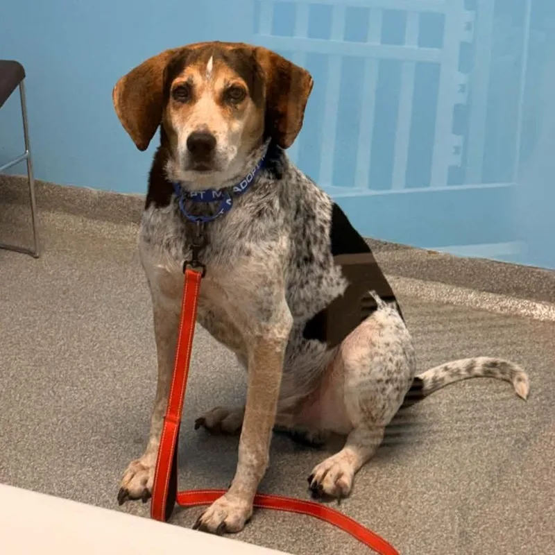 A senior large-sized male Yellow / Tan / Blond / Fawn Treeing Walker Coonhound dog named ZeusWinston for adoption in Batavia, OH