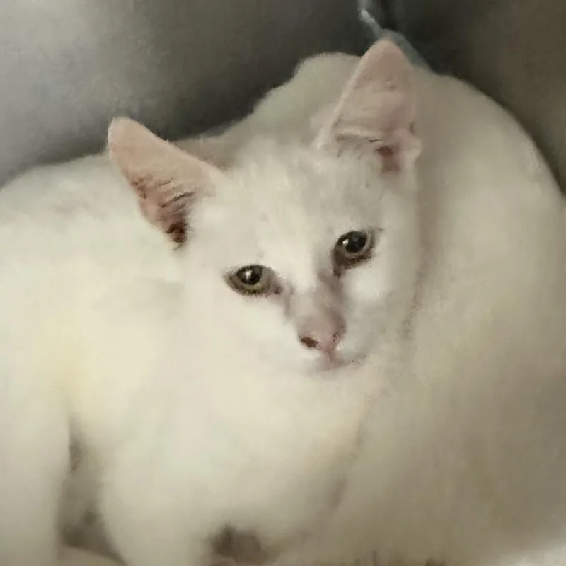A baby small-sized female Domestic Short Hair cat named Meowess for adoption in Corbin, KY