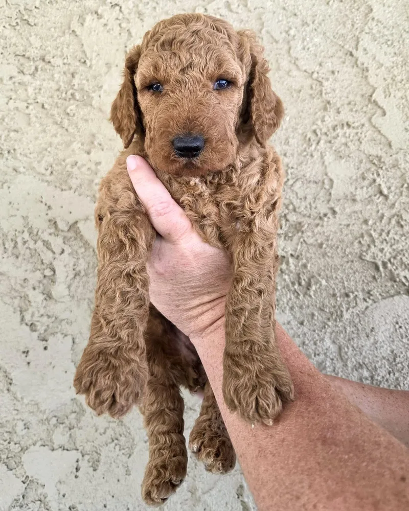 A baby large-sized female Golden Retriever dog named Juniper for adoption in Corona, CA