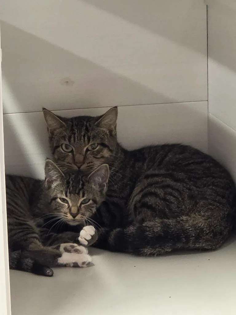 A young medium-sized female Domestic Short Hair cat named Carrot for adoption in Athens, TN