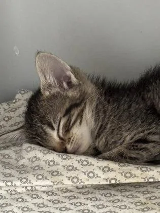 An adult small-sized male Domestic Short Hair cat named Tiny for adoption in Cumming, GA