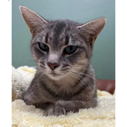 A young medium-sized female Domestic Short Hair cat named Autumn Thayer for adoption in Hudson, MA