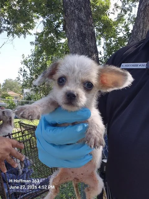 A baby small-sized female Terrier dog named Bella for adoption in San Antonio, TX