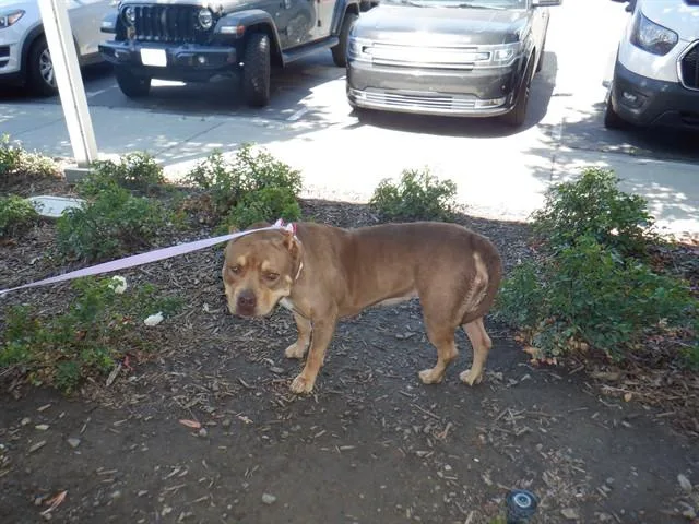A young medium-sized female Pit Bull Terrier dog named Betty for adoption in San Jose, CA
