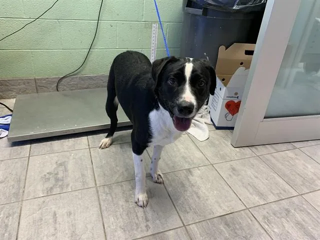 An adult large-sized male Border Collie dog named Tonto for adoption in Grand Prairie, TX