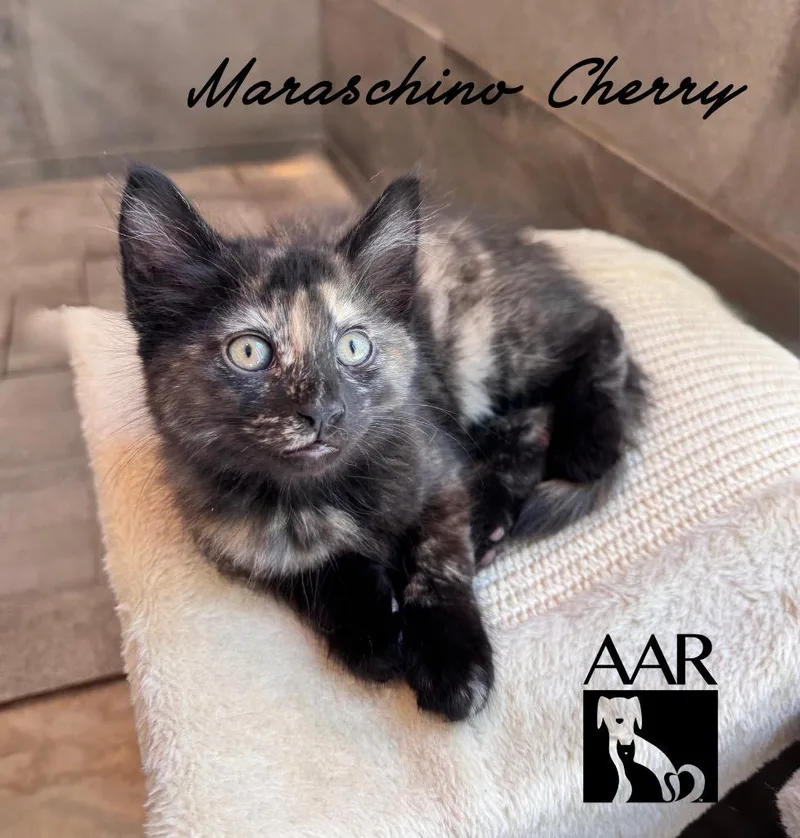 Maraschino Cherry