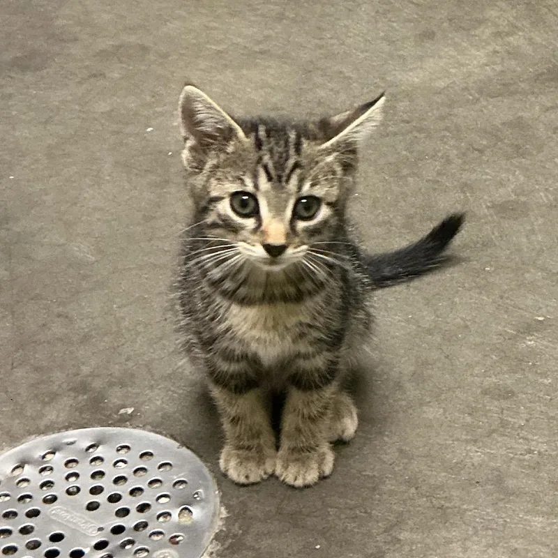 A baby small-sized male Gray / Blue / Silver Domestic Short Hair cat named Storm for adoption in Waynesburg, PA