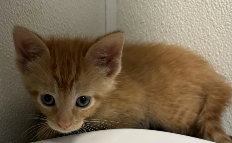 A baby medium-sized male Domestic Short Hair cat named Skittles for adoption in St. Cloud, MN