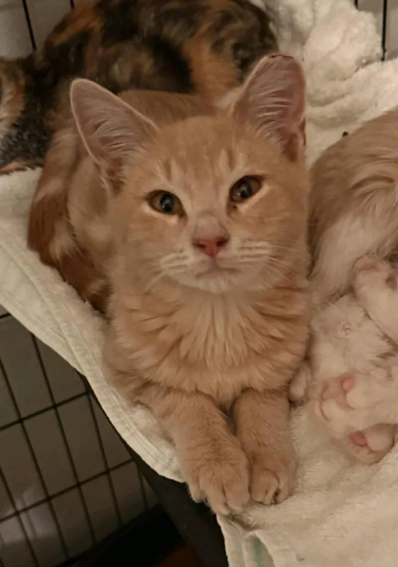 A baby medium-sized male Domestic Medium Hair cat named Mike Wazowski for adoption in Reno, NV