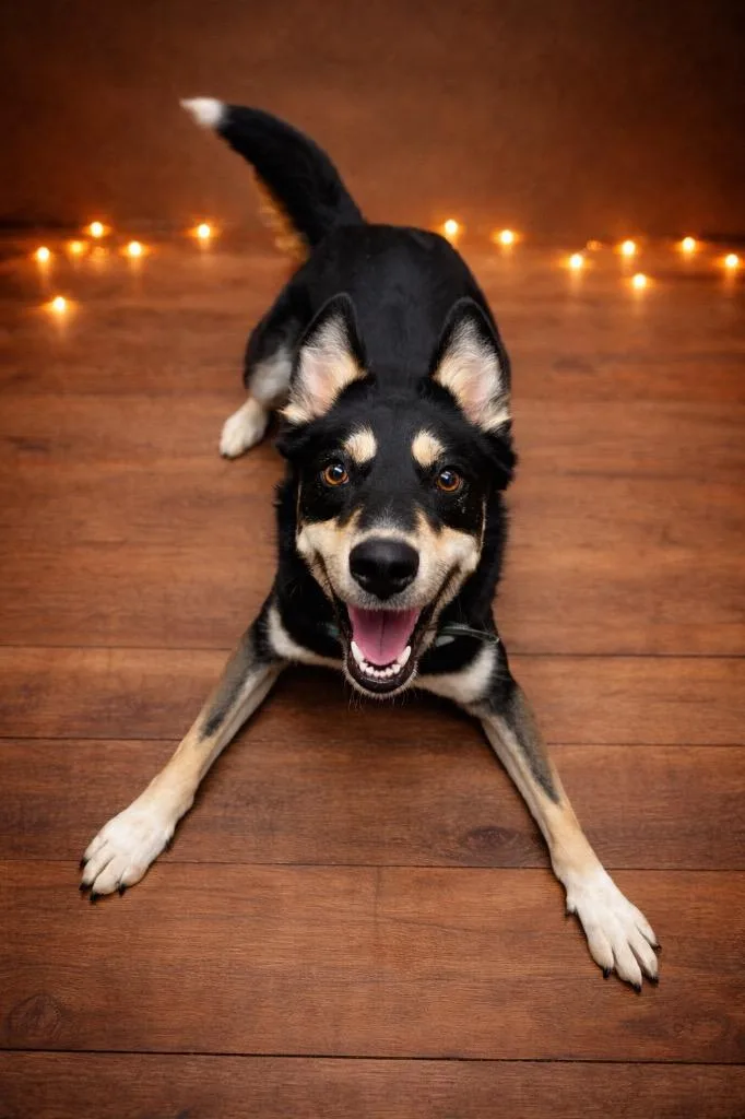 A young medium-sized female Australian Kelpie dog named Athena for adoption in Springfield, OH