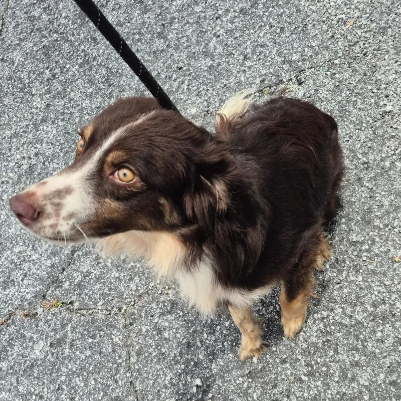 A young medium-sized female Brown / Chocolate Mixed Breed dog named Enforcementholdsteammillroad"reese" for adoption in Columbus, GA