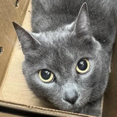 A young medium-sized female Domestic Short Hair cat named Gracie for adoption in Jacksonville, FL