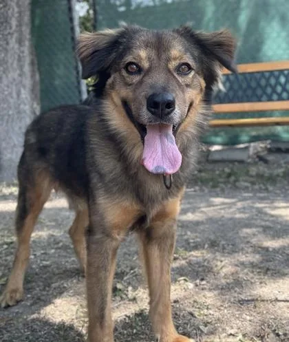 An adult medium-sized male Shepherd dog named Buddy for adoption in San Antonio, TX