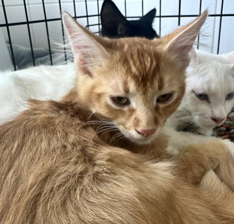 A baby small-sized male Orange / Red Domestic Short Hair cat named Ginger for adoption in La Jolla, CA
