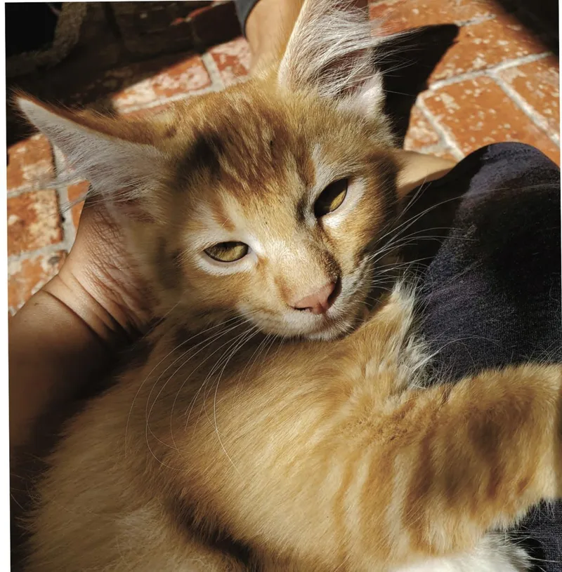 Ginger thumbnail 2