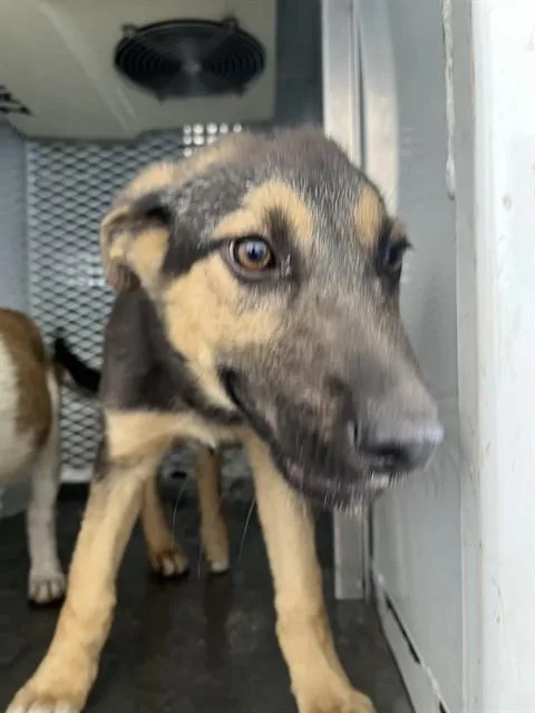 A baby medium-sized female Black German Shepherd Dog dog named Blitzen Urgent for adoption in Thousand Oaks, CA