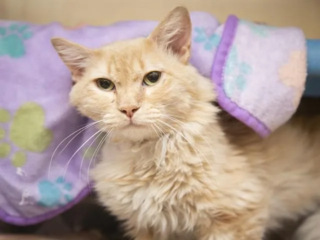 A young small-sized male Domestic Long Hair cat named Demarcus for adoption in Phoenix, AZ