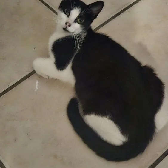 A young medium-sized female Black & White / Tuxedo Domestic Short Hair cat named Luna for adoption in Lauderhill, FL