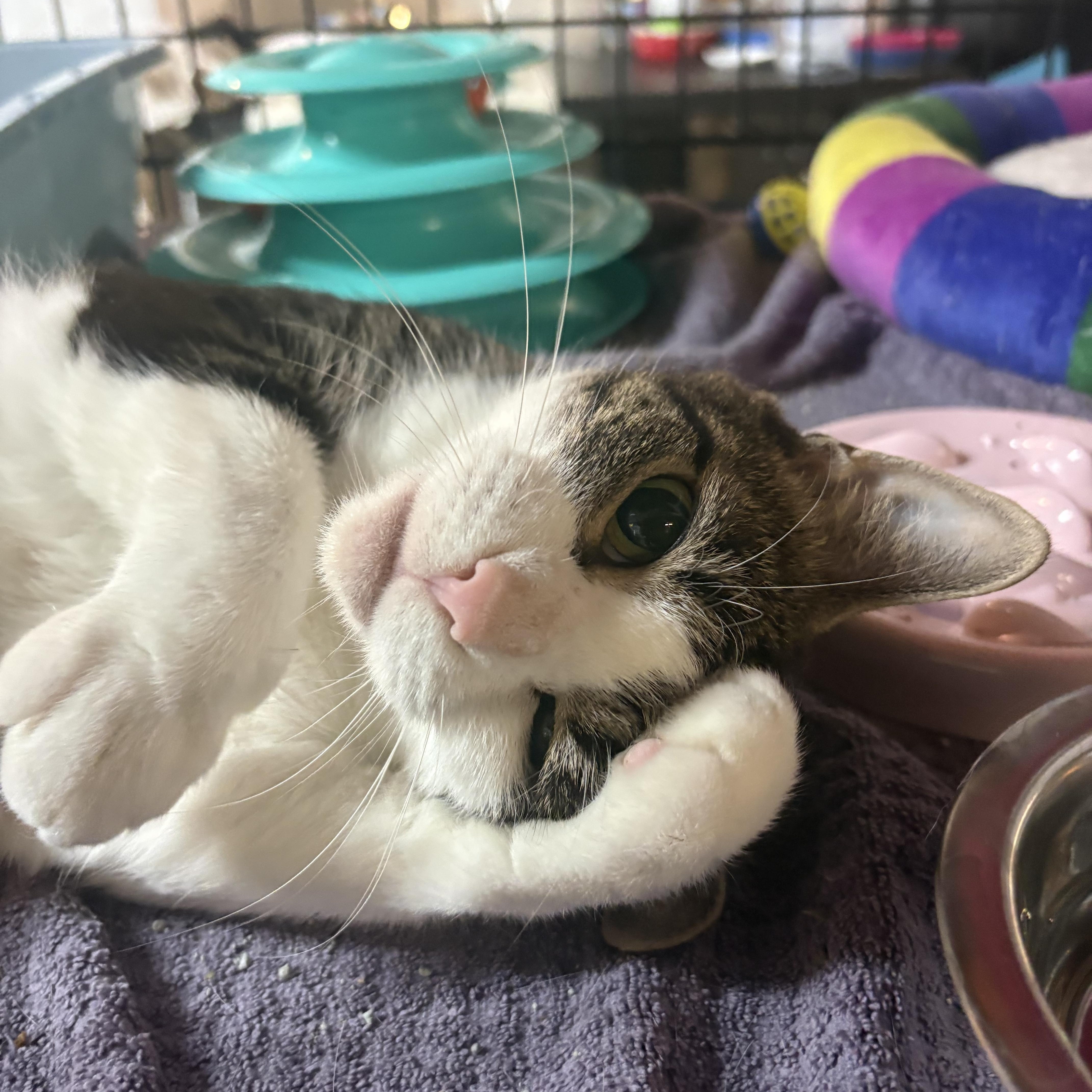 An adult medium-sized female Brown / Chocolate Domestic Short Hair cat named Zina for adoption in East Amherst, NY
