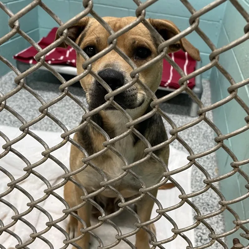 A young medium-sized male Black Mixed Breed dog named Dart for adoption in Port Charlotte, FL