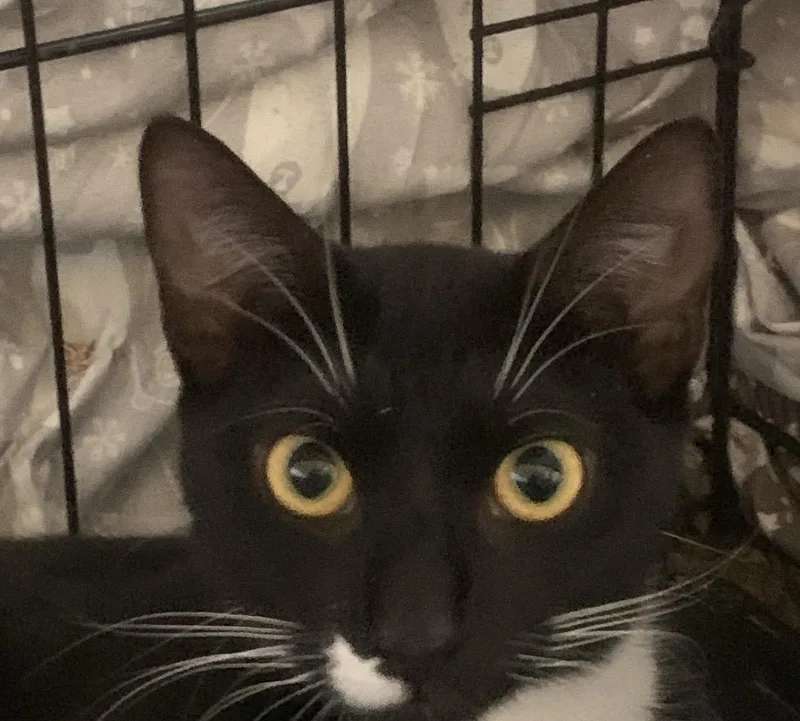 Delphine thumbnail 2