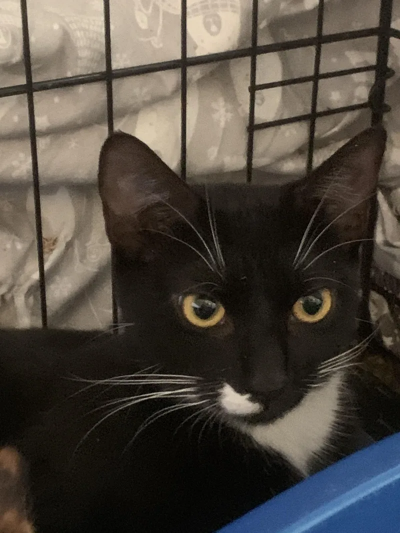 Delphine thumbnail 3