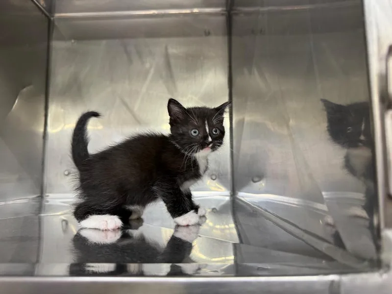 A baby small-sized female Domestic Short Hair cat named Apple for adoption in Murray, KY
