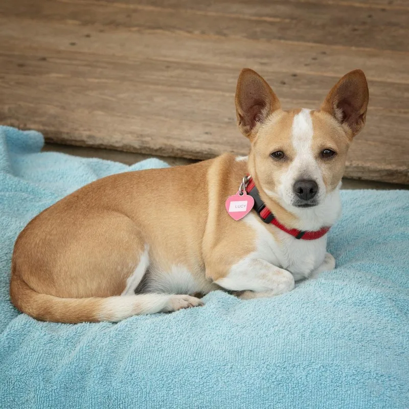 An adult small-sized female Yellow / Tan / Blond / Fawn Chihuahua dog named Lucy for adoption in Wimberley, TX