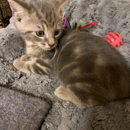 A baby small-sized male Domestic Medium Hair cat named Leo for adoption in Tampa, FL