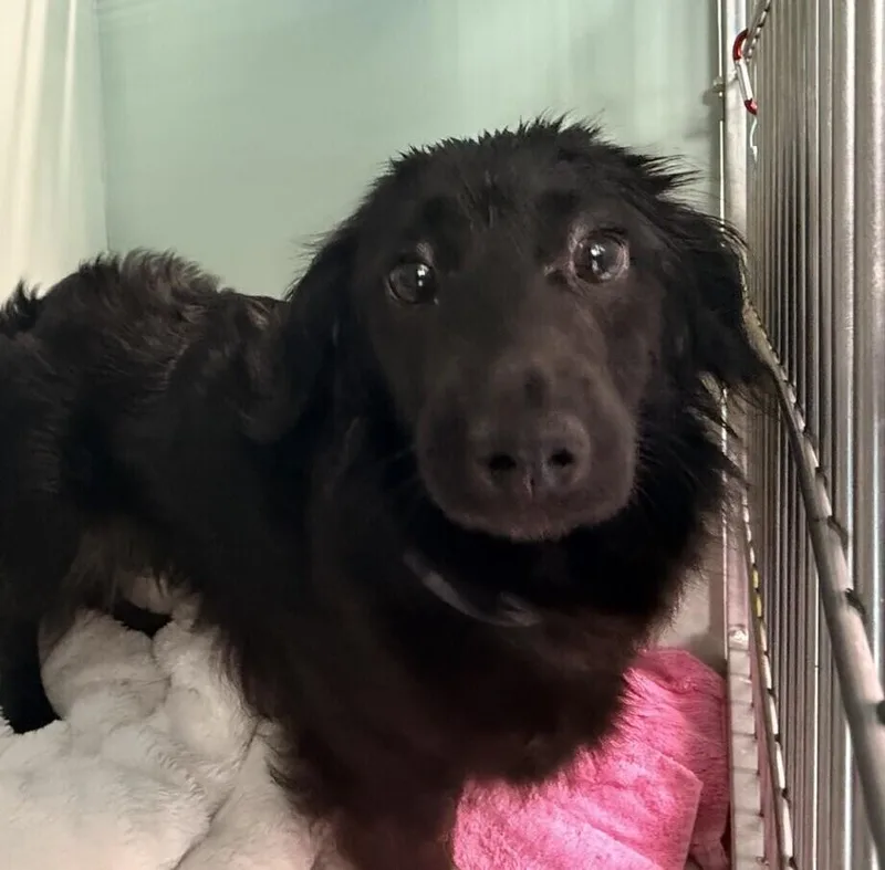 A young small-sized female Black Dachshund dog named Summer for adoption in New York, NY