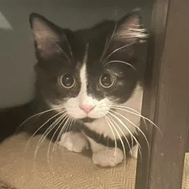 A baby small-sized male Domestic Medium Hair cat named Gary for adoption in Medina, OH
