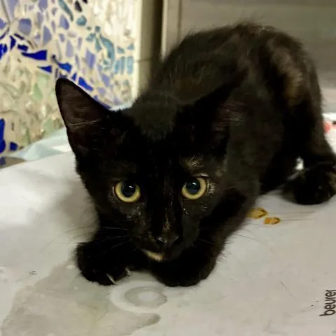 A baby small-sized female Domestic Short Hair cat named Madonna for adoption in Pensacola, FL