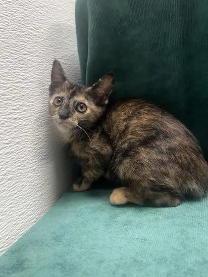 A young small-sized female Domestic Short Hair cat named Sandry for adoption in Phoenix, AZ