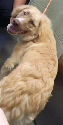 A young medium-sized male Australian Shepherd dog named Luffy for adoption in Tulsa, OK