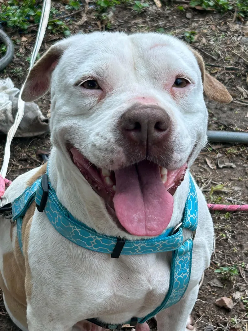 An adult medium-sized female Pit Bull Terrier dog named Baby for adoption in Gainesville, VA
