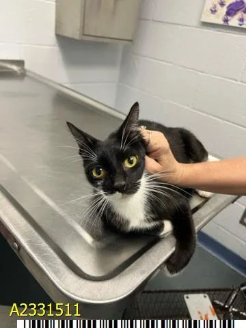 A young medium-sized female Domestic Short Hair cat named Roxy for adoption in West Palm Beach, FL