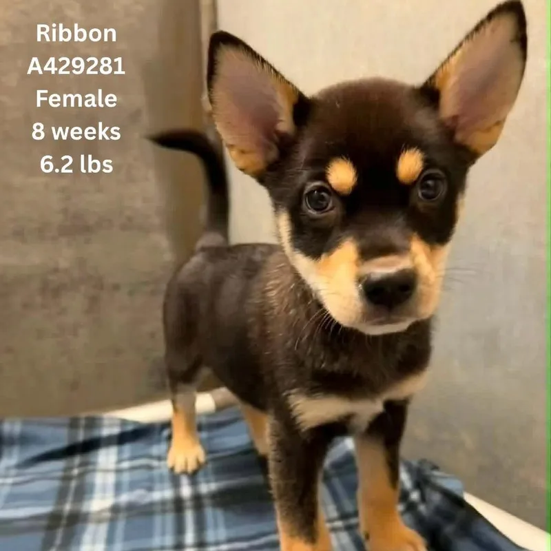 Ribbon thumbnail 5