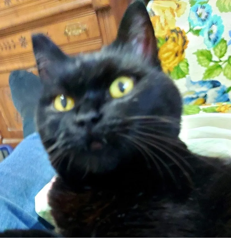 Sassy Vii thumbnail 2