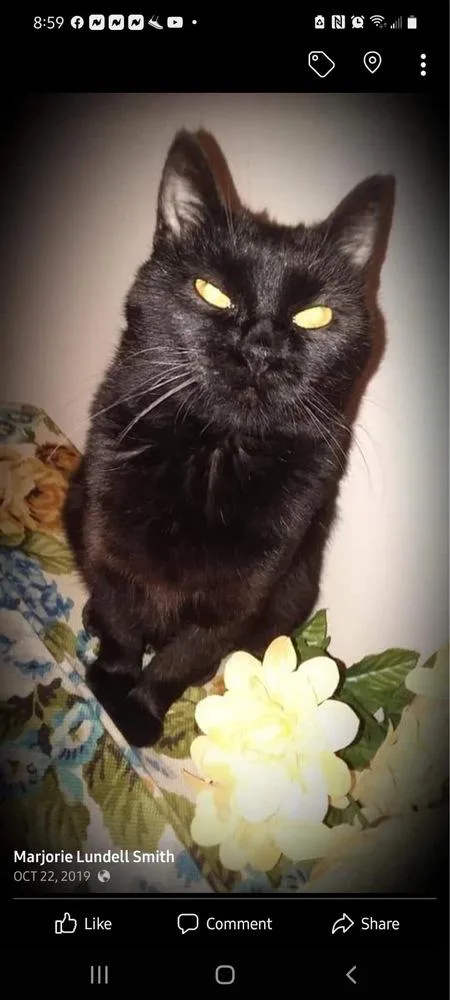 Sassy Vii thumbnail 3