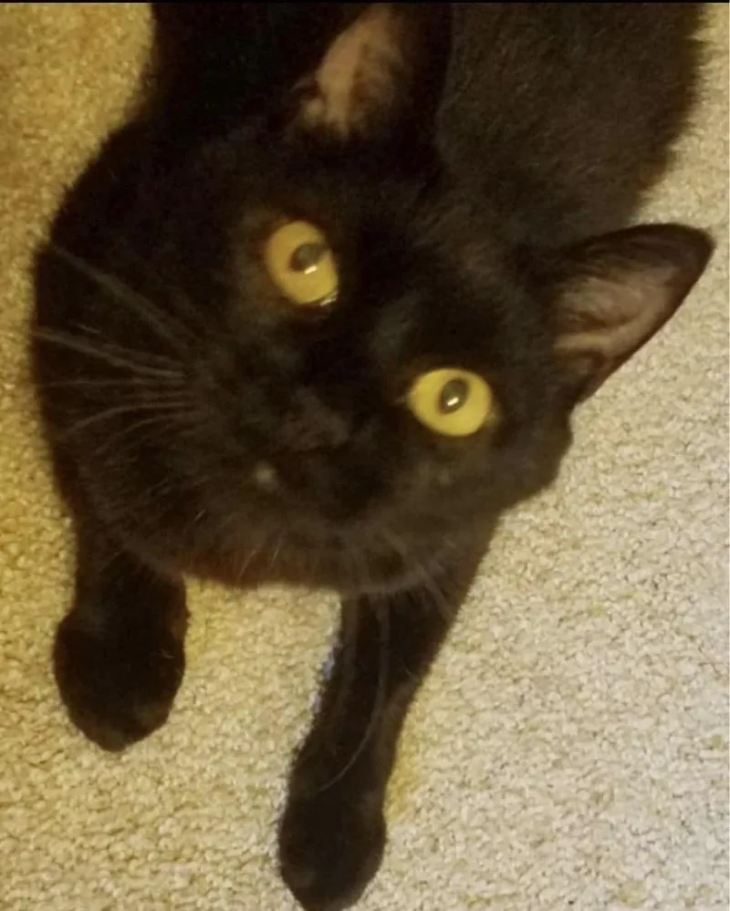 Sassy Vii thumbnail 4