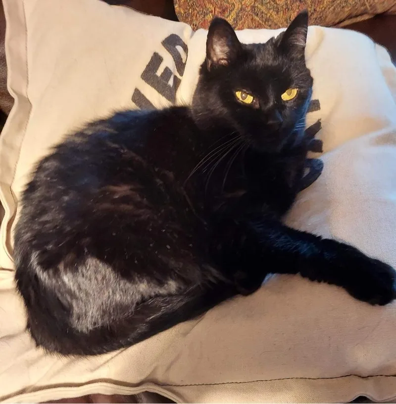 Sassy Vii thumbnail 6