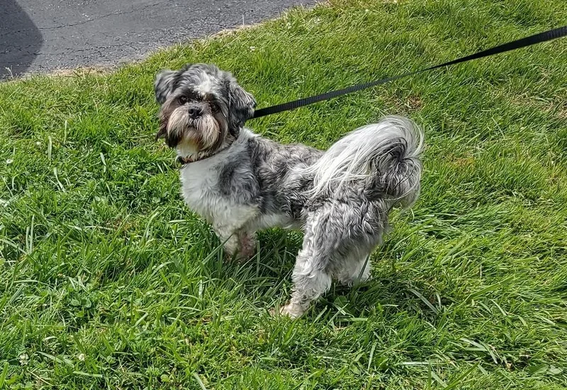 An adult small-sized male Shih Tzu dog named Merlin for adoption in Fremont, OH