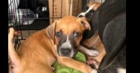 A baby small-sized female Boxer dog named Gretchen  MG Litter for adoption in Hewitt, TX