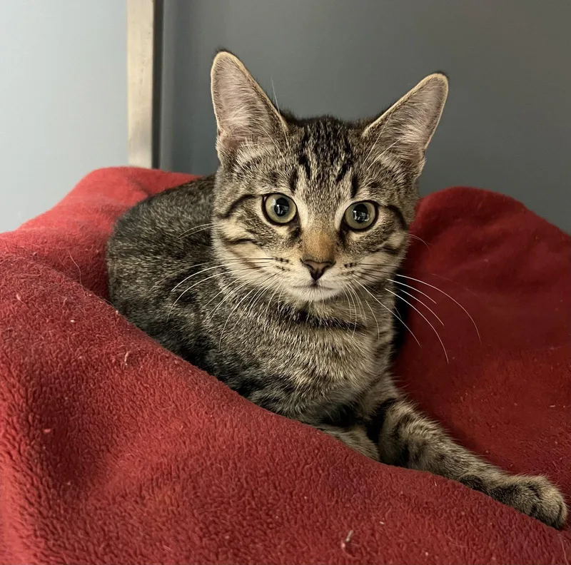A young medium-sized male Domestic Short Hair cat named Flint for adoption in Blasdell, NY