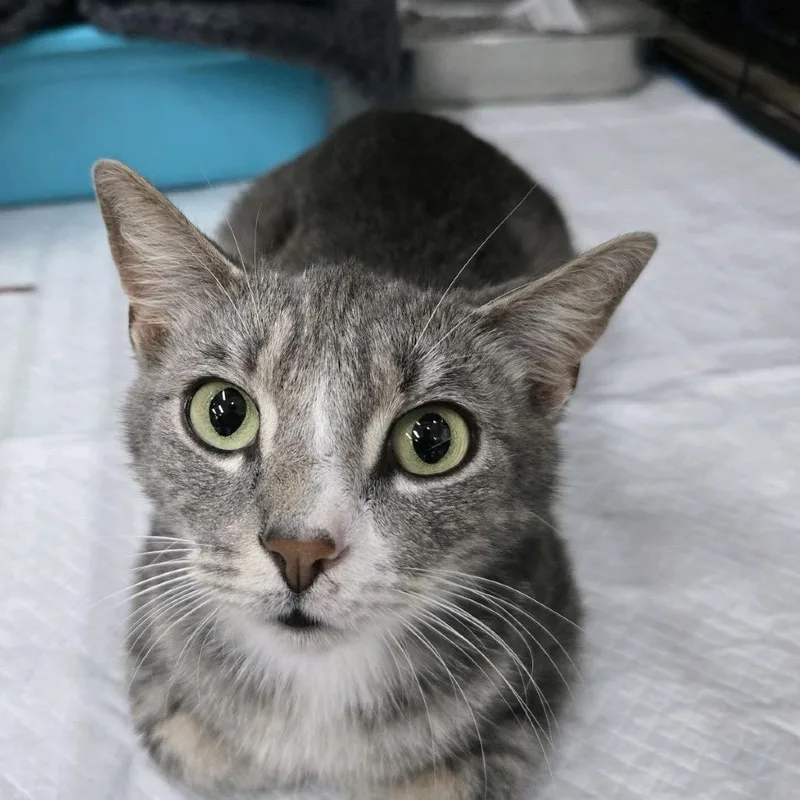 A young medium-sized female Gray / Blue / Silver Domestic Short Hair cat named Karla for adoption in Hattiesburg, MS