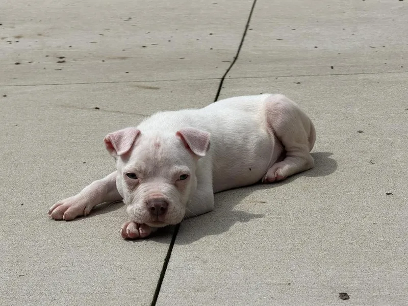A baby medium-sized male White / Cream Mixed Breed dog named Yeti for adoption in Union Grove, WI