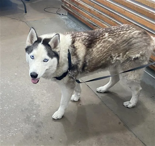 A young medium-sized male Mixed Breed dog named Buddy for adoption in Dallas, TX